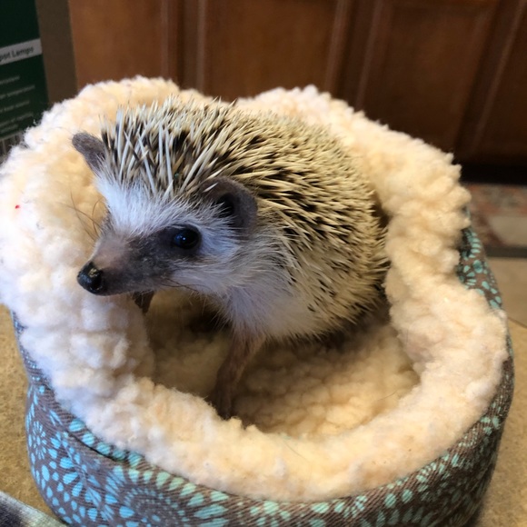 Meet your Posher, Meredith - Picture 7 of 8